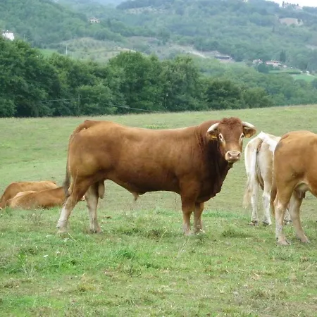 Vigneto Rimaggio * Dicomano